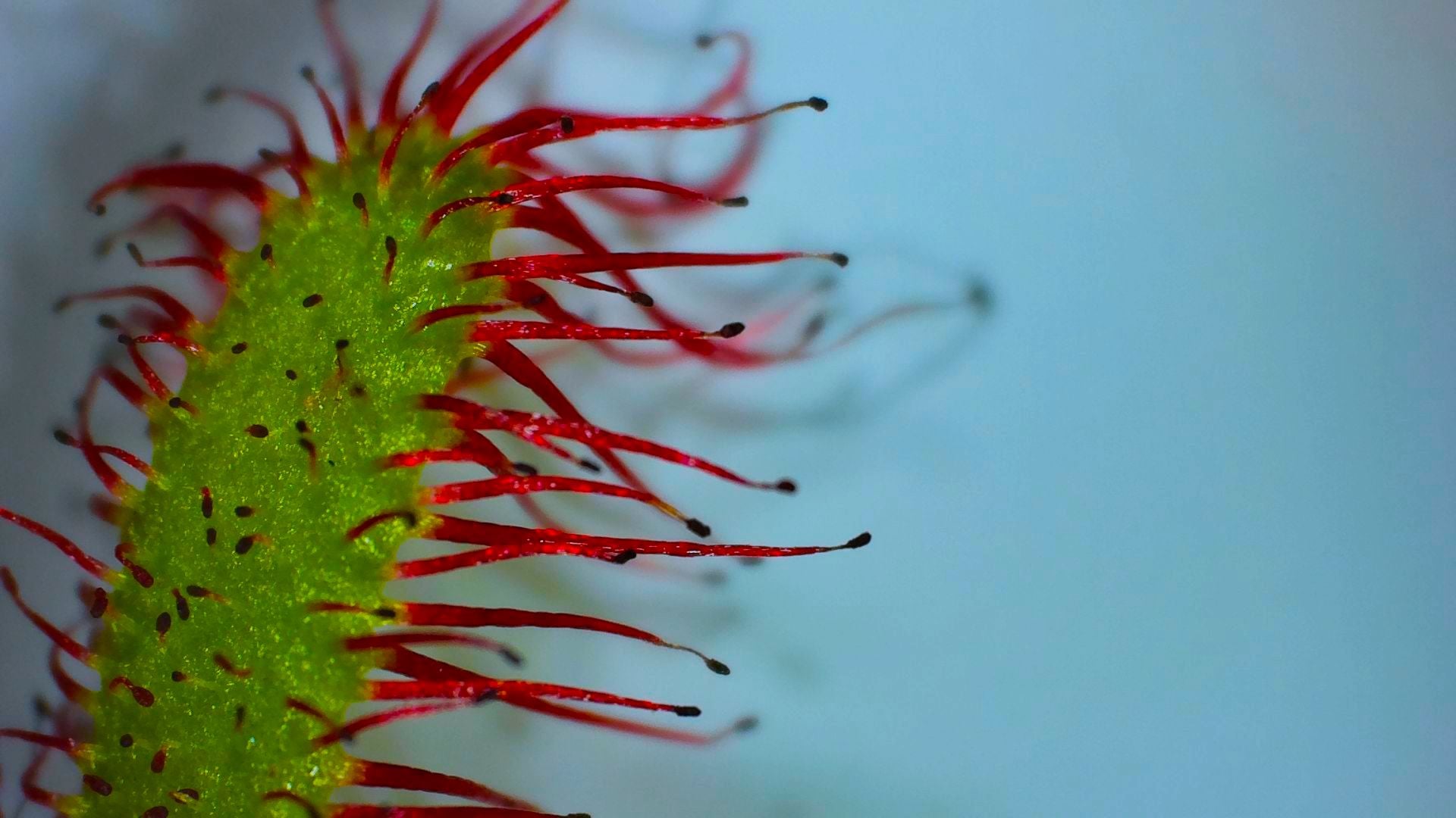 plant trichome