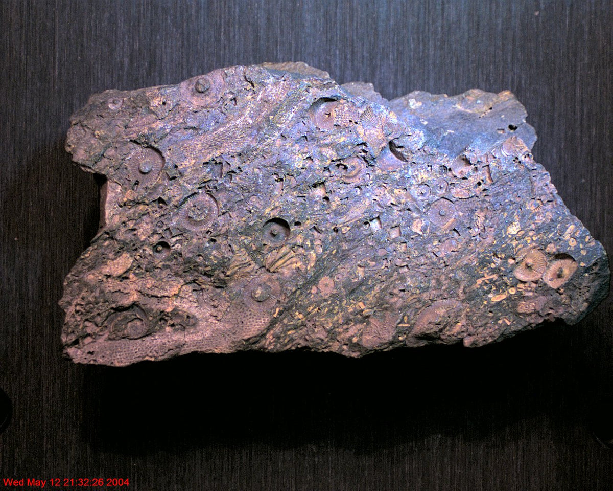 Zarbeco-TetraCam-Digital-Microscope-image