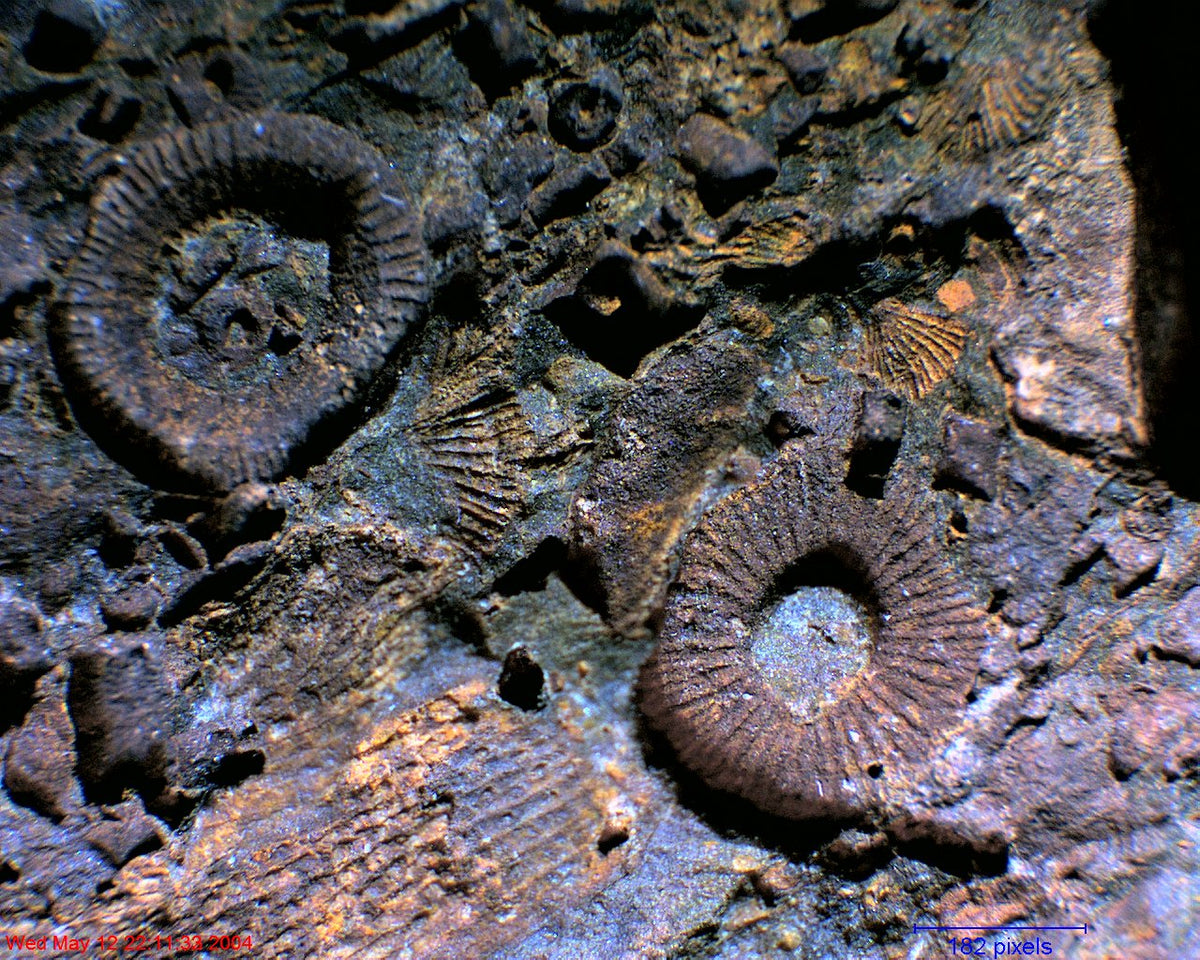 Zarbeco-TetraCam-Digital-Microscope-image