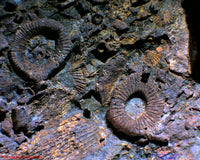 Zarbeco-TetraCam-Digital-Microscope-image