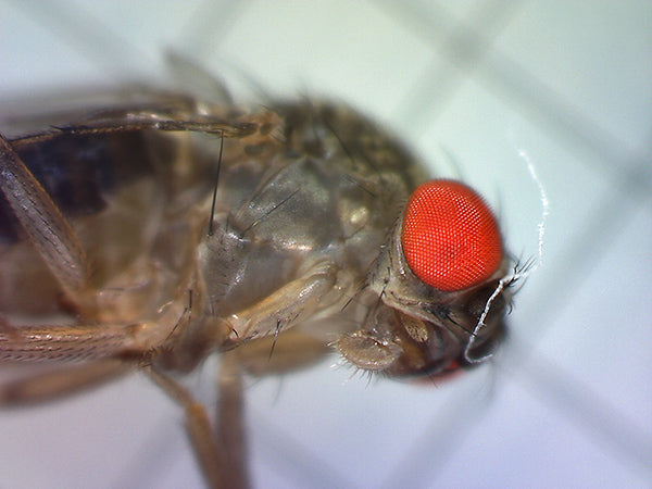 Zarbeco-Live-Insect-Holder