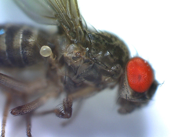 microscopic fruit fly